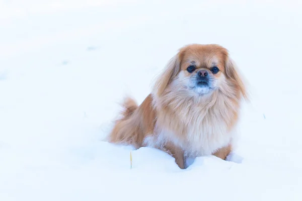 Tatlı Pekin Köpeği Dışarıda — Stok fotoğraf