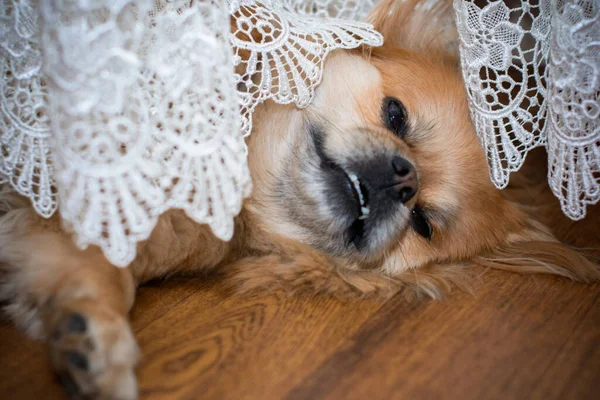 Cão Pekingese Dourado Bonito Agradável — Fotografia de Stock