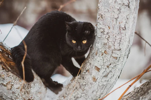Cute Black Cat Playing Outdoors — Stock Photo, Image