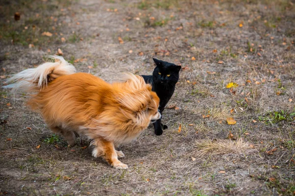 Chien Pékinois Doré Jouant Avec Chat Noir — Photo