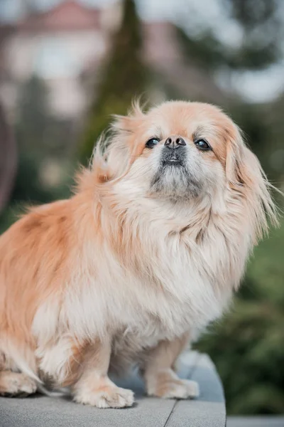 Bedårande Pekingese Hund Utomhus — Stockfoto