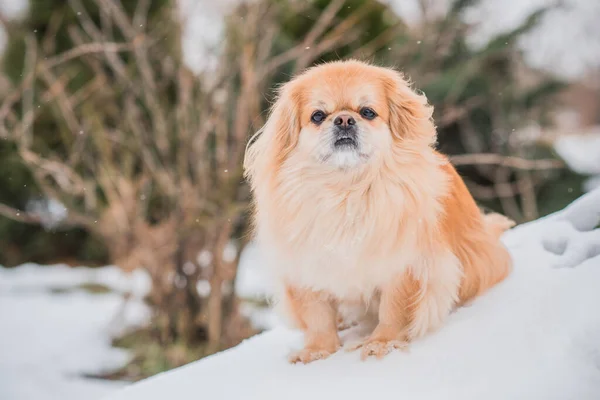 Entzückender Pekinese Hund Freien — Stockfoto