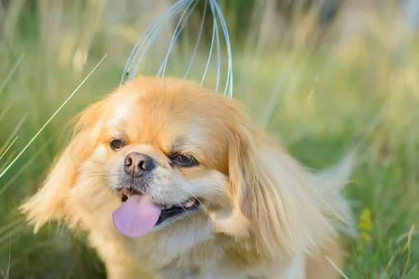 Симпатичная Золотая Пекинская Собака — стоковое фото
