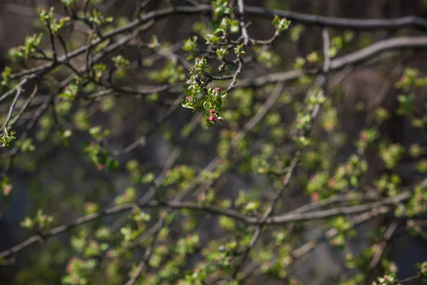 Våren Äppelträd Blomma Närbild — Stockfoto