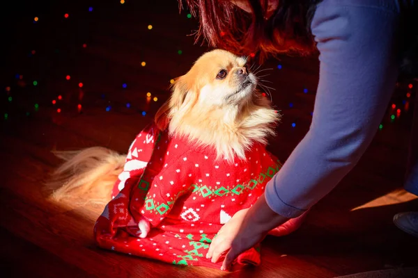 Netter Und Schöner Goldener Pekinese Hund — Stockfoto