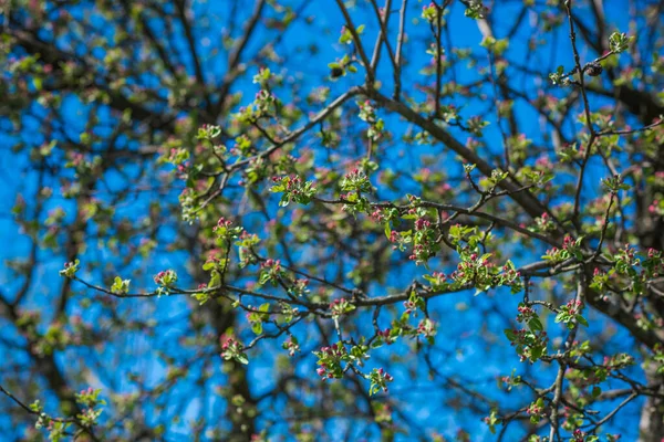 Frühling Apfelbaumblüte Nahaufnahme — Stockfoto