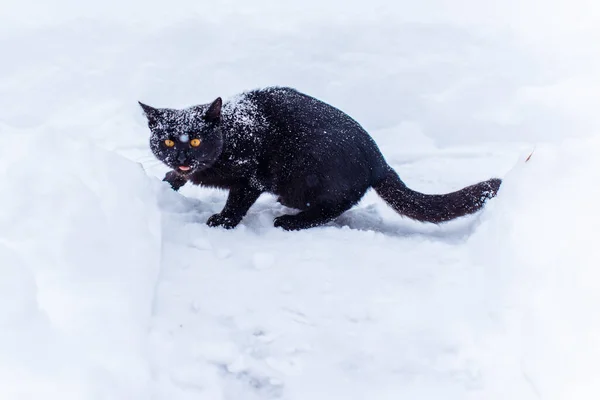 Niedliche Schwarze Katze Spielt Freien — Stockfoto