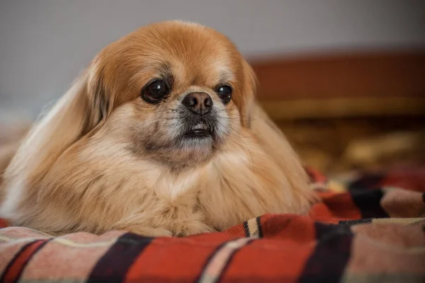 Depressão Cães Conceito Psicologia Animal Estimação — Fotografia de Stock