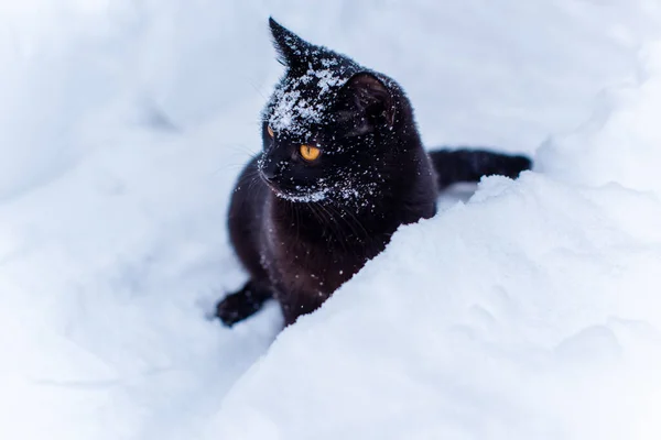 Passeggiata Del Gatto Nero Gatto Cacciatore Stile Vita Animale Domestico — Foto Stock
