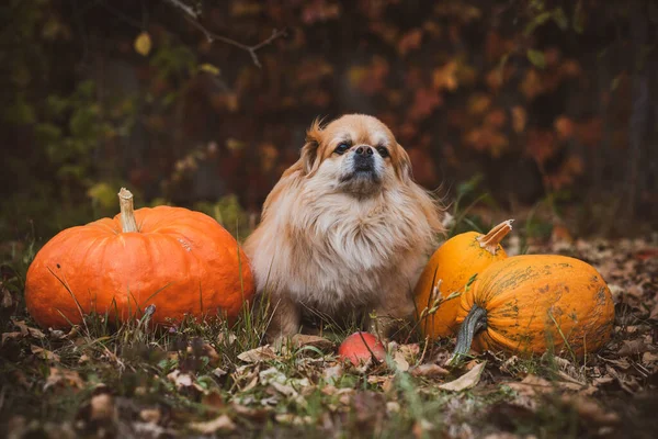 Liten Gyllene Hund Med Pumpa Husdjur Koncept — Stockfoto