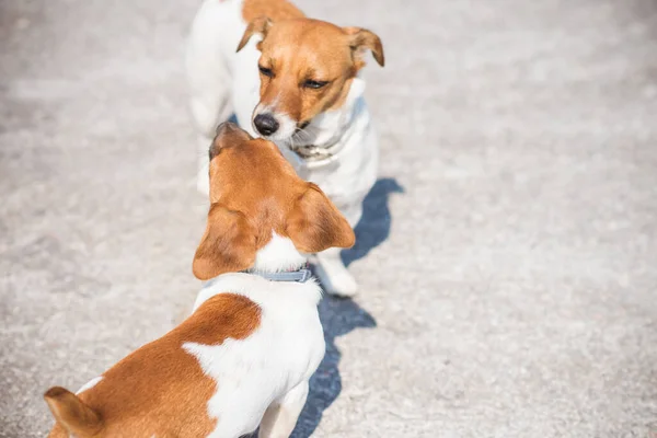 Malí Psi Jack Russell Teriér — Stock fotografie