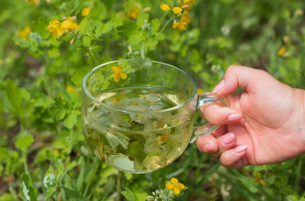 Herbata Ziołowa Kwiatem Naturalny Styl Życia Opieka Zdrowotna — Zdjęcie stockowe