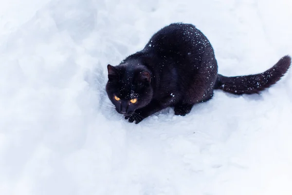 Carino Gatto Nero Giocare All Aperto — Foto Stock