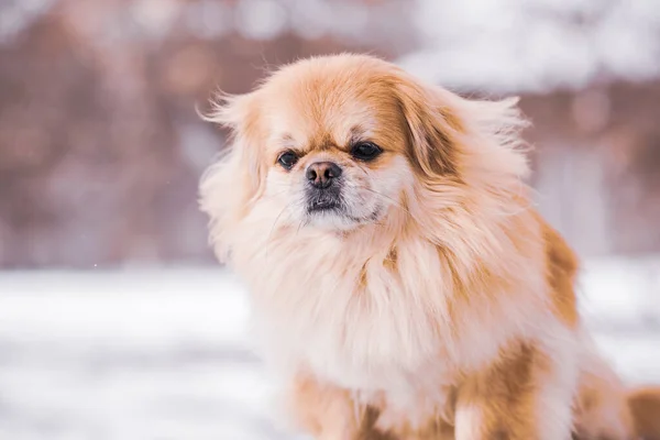 Schattige Pekingese Hond Buiten — Stockfoto