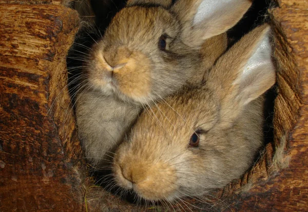 Coelhos Uma Fazenda Aldeia Doméstica — Fotografia de Stock