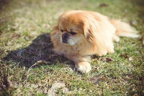 Adorable Perro Pekinés Aire Libre —  Fotos de Stock