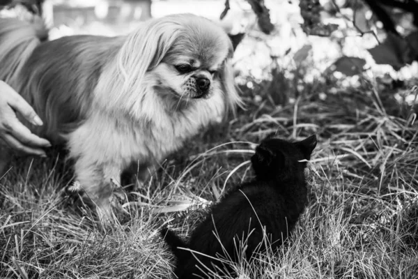 Golden Pekingese Cão Brincando Com Gato Preto Quintal Conceito Animais — Fotografia de Stock