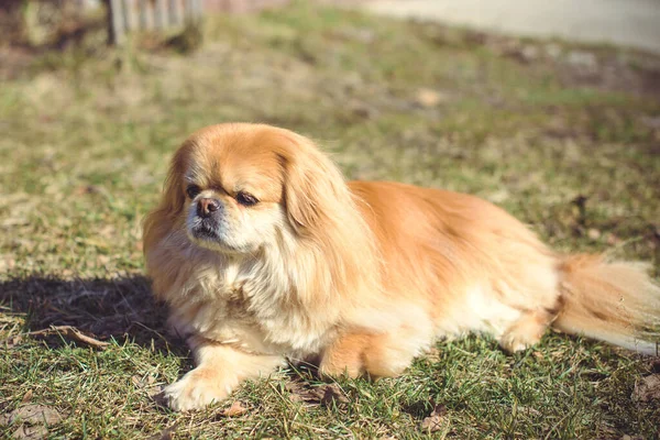 Tatlı Pekin Köpeği Dışarıda — Stok fotoğraf