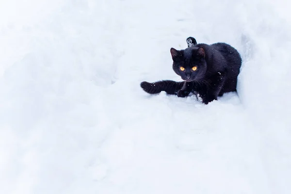 Милая Черная Кошка Играющая Улице — стоковое фото