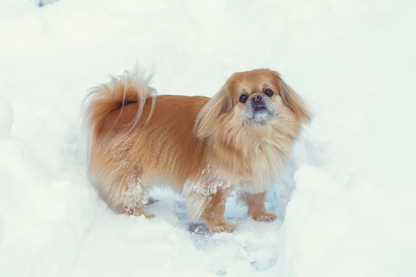 Bedårande Pekingese Hund Utomhus — Stockfoto