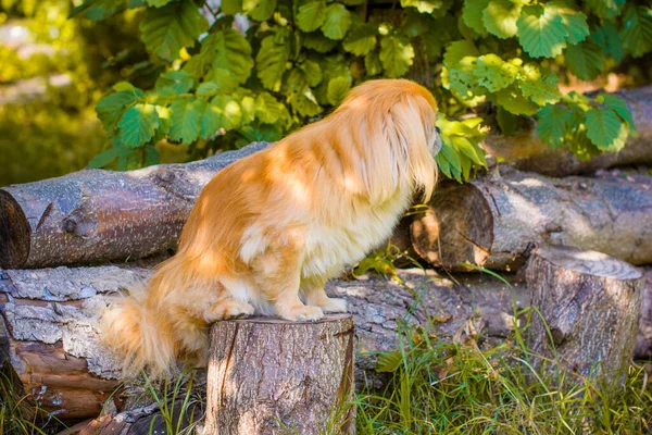 Tatlı Genç Altın Pekin Köpeği Evcil Hayvan Konsepti — Stok fotoğraf