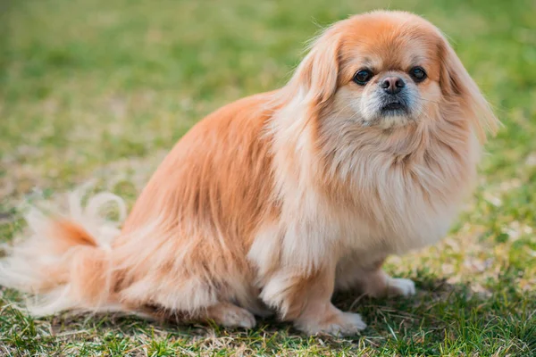 Schattige Pekingese Hond Buiten — Stockfoto