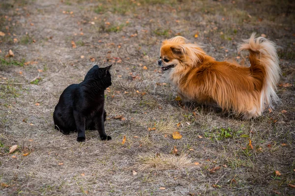 Cão Pekingese Dourado Brincando Com Gato Preto — Fotografia de Stock