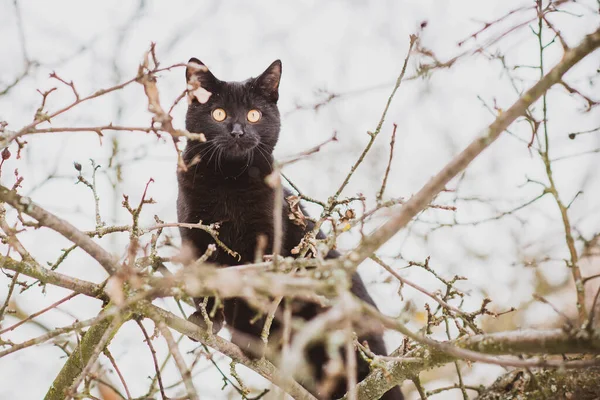 Cute Black Cat Playing Outdoors — Stock Photo, Image