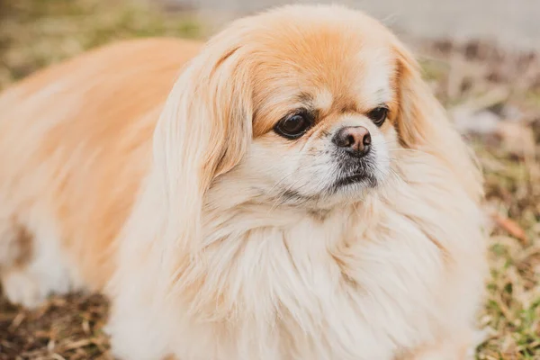 Vermelho Cachorro Pekingese Sênior Uma Caminhada Natureza — Fotografia de Stock