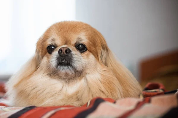 Niedliche Junge Goldene Pekinese Hund Konzept Der Haustiere — Stockfoto