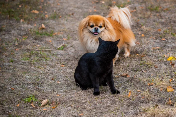 Chien Pékinois Doré Jouant Avec Chat Noir — Photo