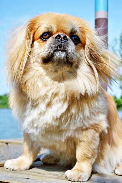 Cão Pekingese Dourado Bonito Agradável — Fotografia de Stock