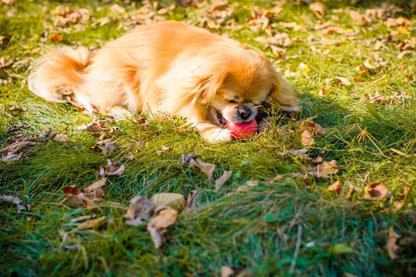 Tatlı Genç Altın Pekin Köpeği Evcil Hayvan Konsepti — Stok fotoğraf