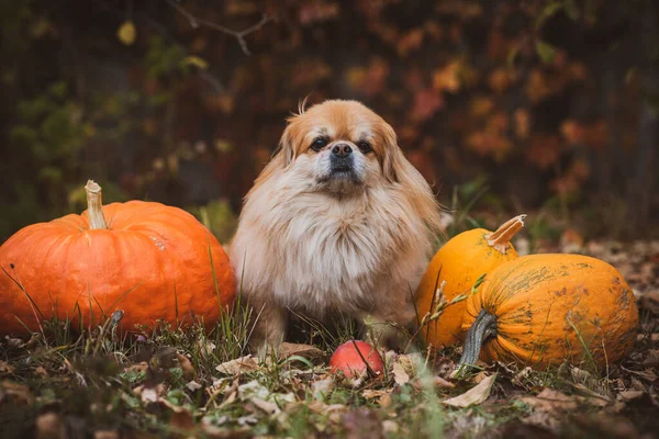 Liten Gyllene Hund Med Pumpa Husdjur Koncept — Stockfoto