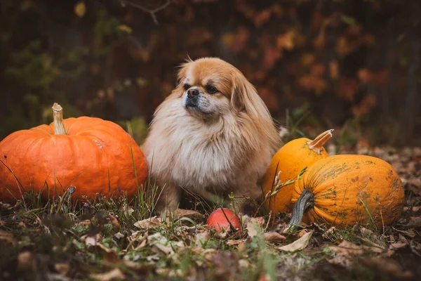 Liten Gyllene Hund Med Pumpa Husdjur Koncept — Stockfoto