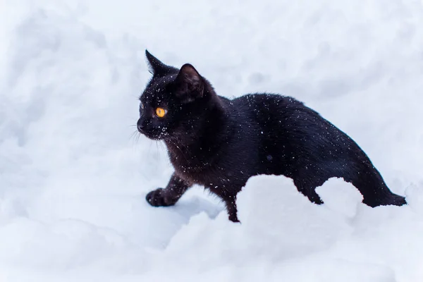Black cat walk, hunter cat , pet lifestyle