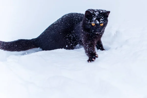 Кошачья Походка Охотничья Кошка Образ Жизни Домашних Животных — стоковое фото