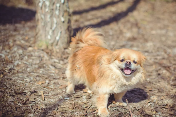 Adorable Perro Pekinés Aire Libre —  Fotos de Stock