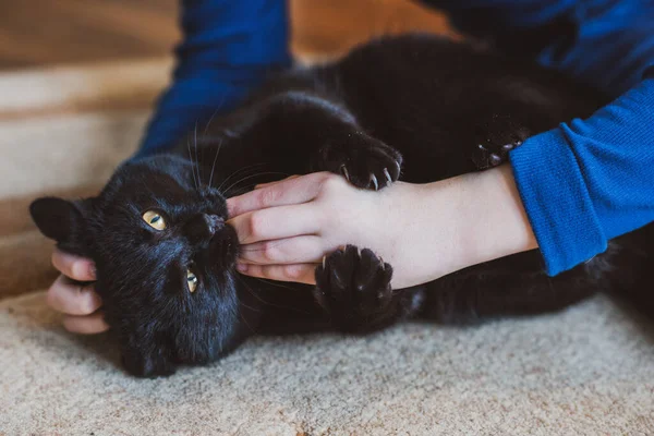 Zwarte Kat Lopen Jager Kat Huisdier Levensstijl — Stockfoto