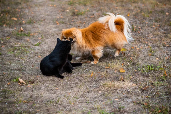 Złoty Pies Pekiński Bawiący Się Czarnym Kotem — Zdjęcie stockowe