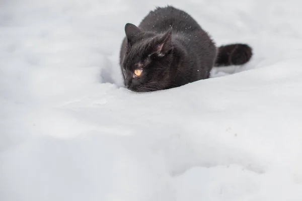 Fekete Macska Séta Vadász Macska Kisállat Életmód — Stock Fotó