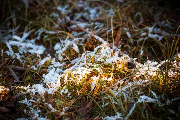 Arrivo Dell Inverno Inizio Della Primavera Erba Con Neve Vicino — Foto Stock
