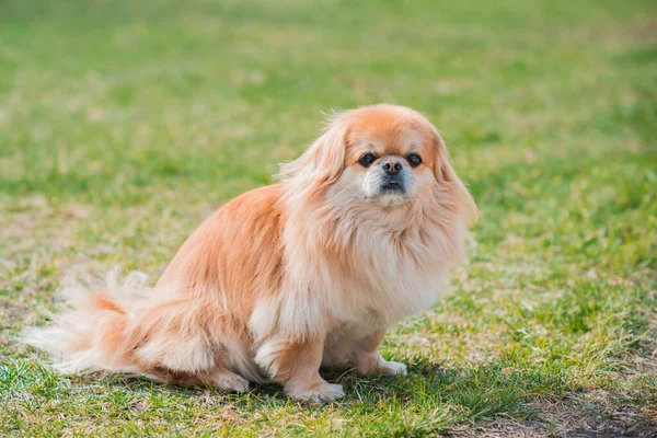 Schattige Pekingese Hond Buiten — Stockfoto