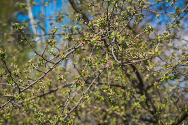 Frühling Apfelbaumblüte Nahaufnahme — Stockfoto