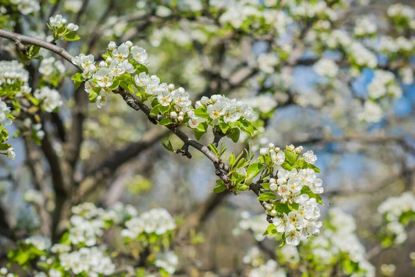 Printemps Cerisier Fleur Vue Rapprochée — Photo