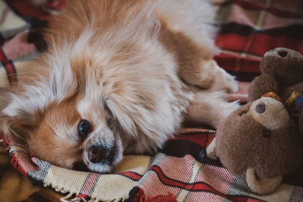 Niedliche Junge Goldene Pekinese Hund Konzept Der Haustiere — Stockfoto