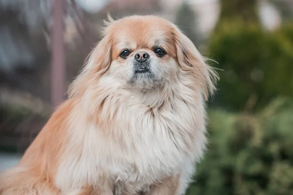 Bedårande Pekingese Hund Utomhus — Stockfoto