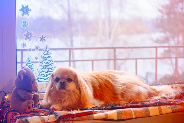 Netter Und Schöner Goldener Pekinese Hund — Stockfoto