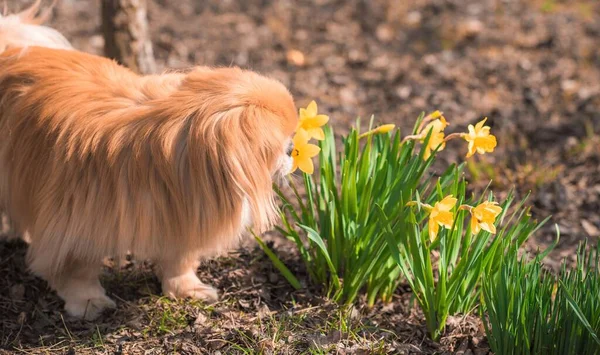 Bahçede Sarı Çiçekli Altın Pekin Köpeği — Stok fotoğraf