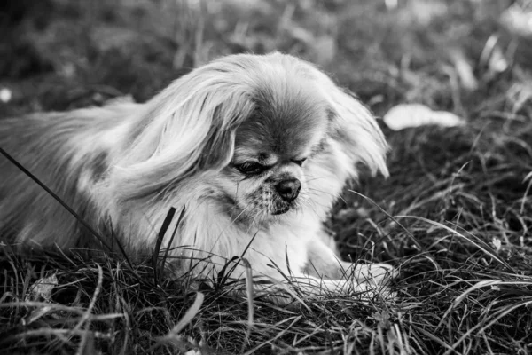 Adorable Perro Pekinés Aire Libre —  Fotos de Stock